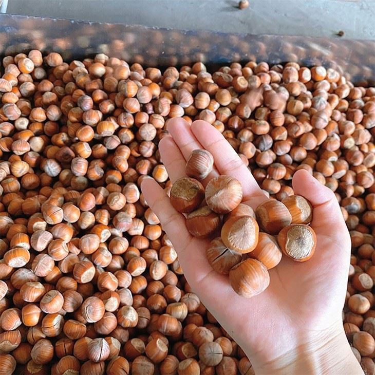 hazelnut opening effect